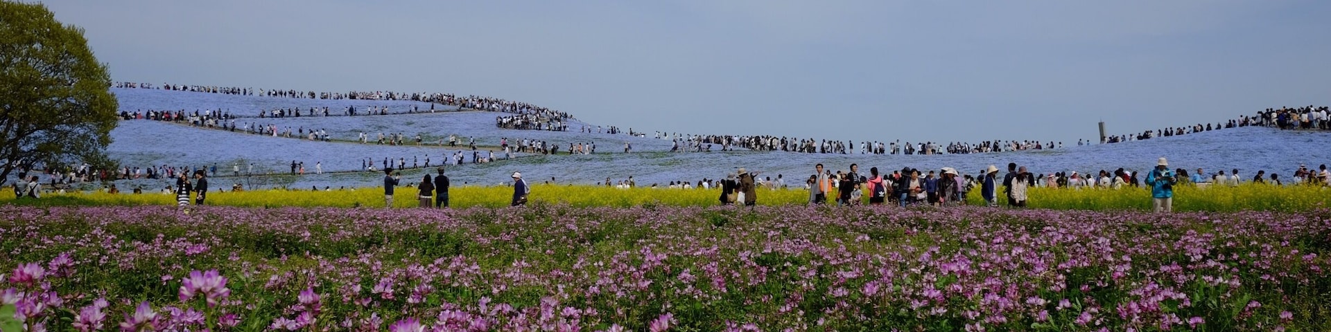 Hitachi Seaside Park in Golden Week
