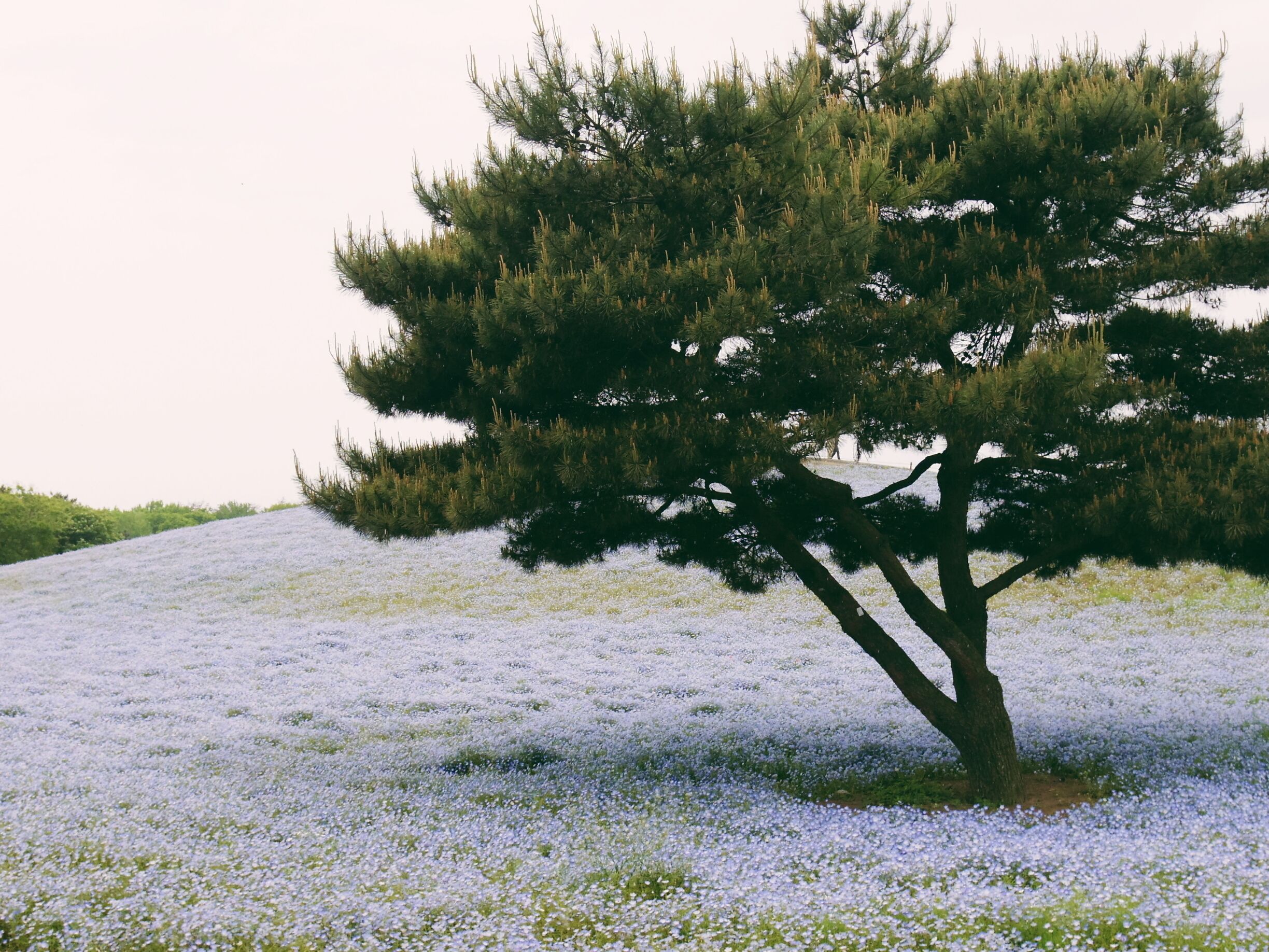Another photo of the Nemophila field at Hitachi Seaside Park (国営ひたち海浜公園), which covers 3.5 hectares. There is also a great view of the entire park from above the hill.

After these flowers comes Kochias (summer cyprus)!


*We went by car, about 1.5h from Tokyo.  

*Also accessible by train. Closest station, Katsuta Station on the JR Joban Line. There is a bus that will take you directly to the park.  

Park Info: http://en.hitachikaihin.jp/