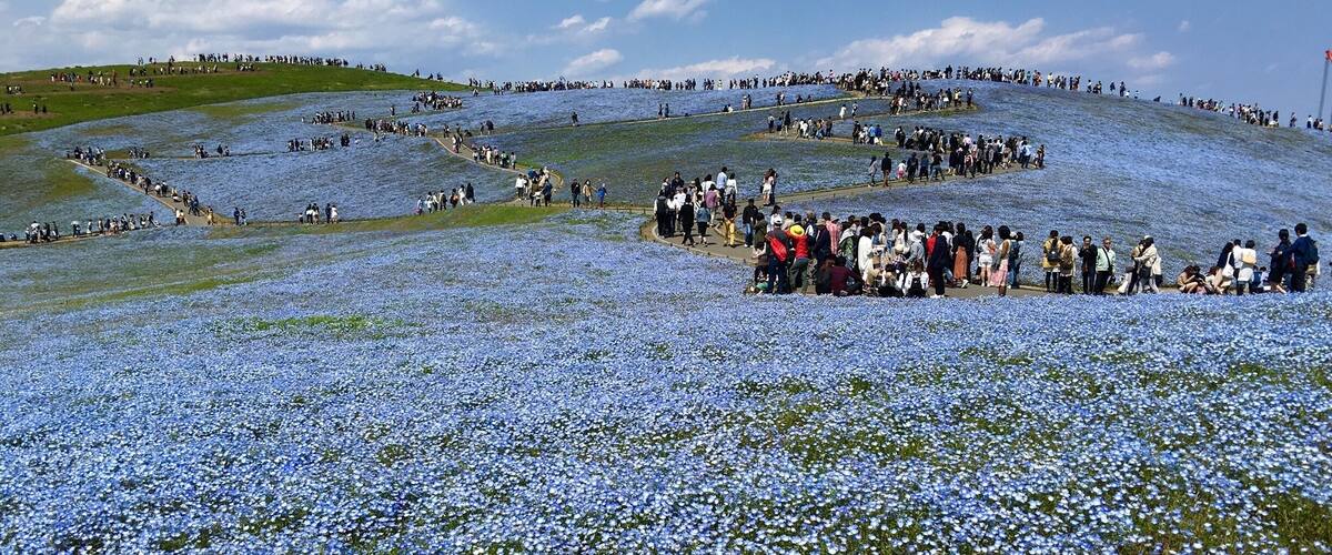 Last October it was grazed with red Kochi! Now in Spring, nemophilas; baby #blue eyes! Spectacular site!
#bestof5