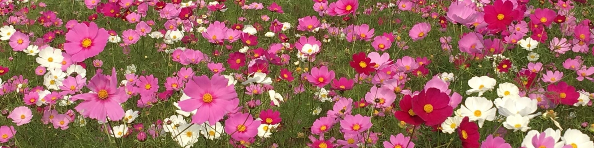 Was over in Japan for a week last week. 6th visit this year. This is what I saw and visited on the first day after arrival. Pretty eh?!
#bestof5