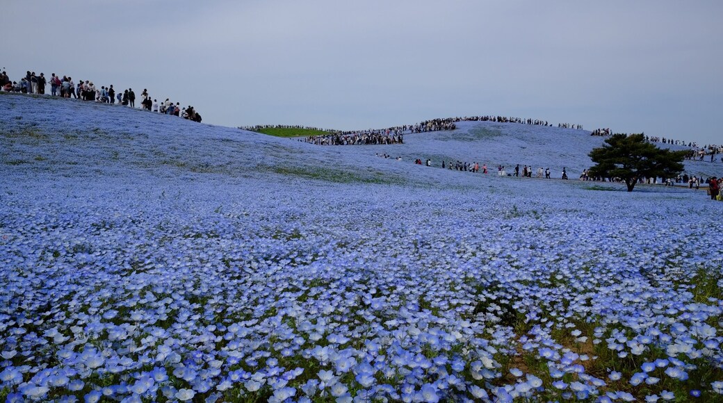 Nemophila in full bloom