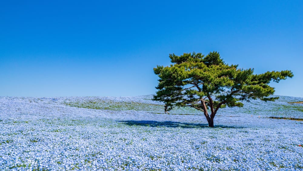 A lone tree in a field of blue flowers under a clear blue sky.
