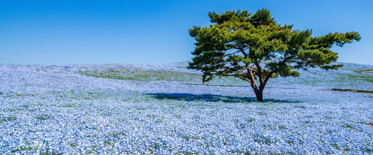A lone tree in a field of blue flowers under a clear blue sky.