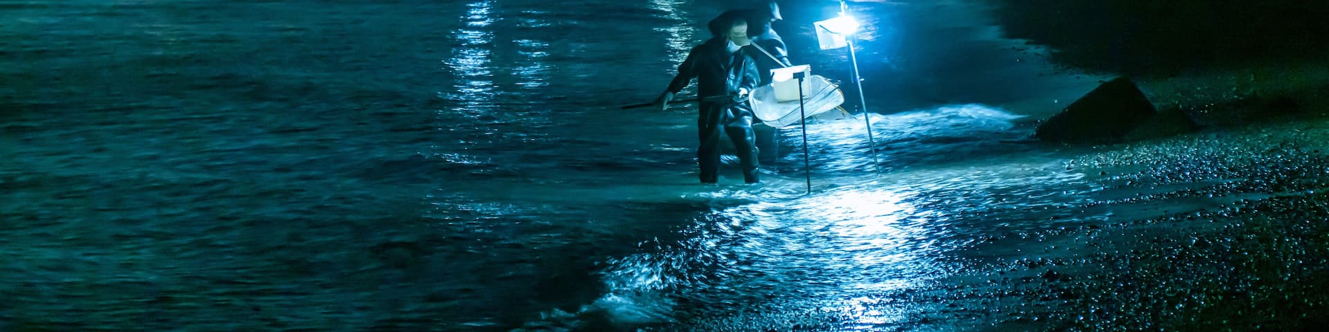 静岡県磐田市の天竜川河口で漁師が照明を頼りに波打ち際を手網ですくうシラスウナギ漁(ニホンウナギの稚魚)