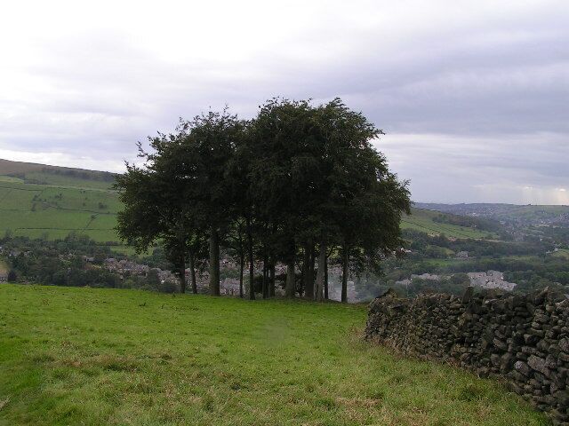 Twenty Trees. This clump of trees by the Snake Path above Hayfield is known locally as "Twenty Trees", although there are actually only 19.