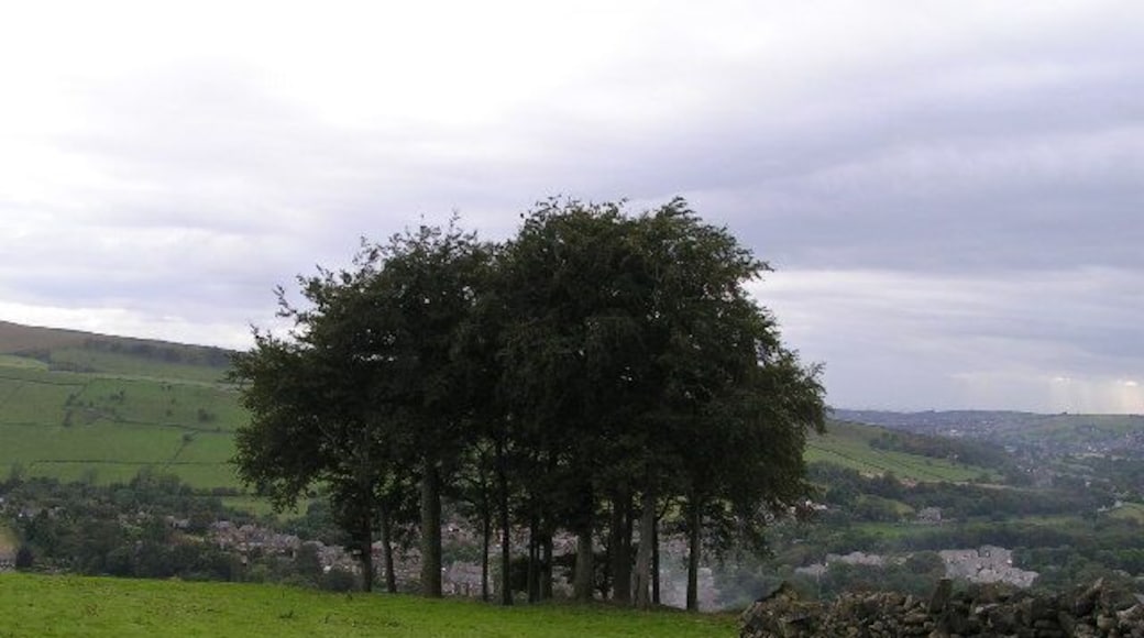 Twenty Trees. This clump of trees by the Snake Path above Hayfield is known locally as "Twenty Trees", although there are actually only 19.