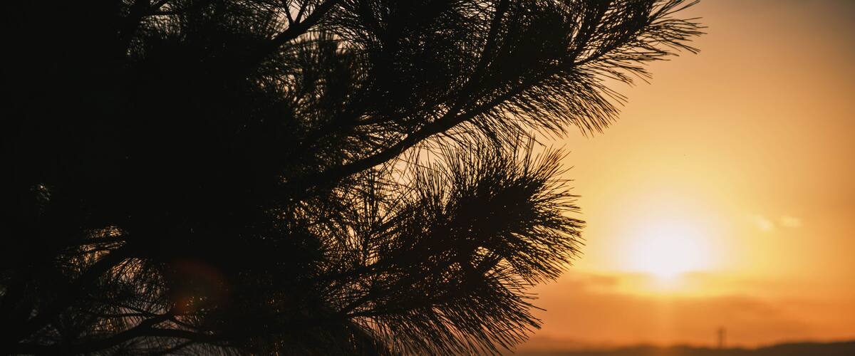 A sunset over a body of water with a silhouette of a tree in the foreground.
