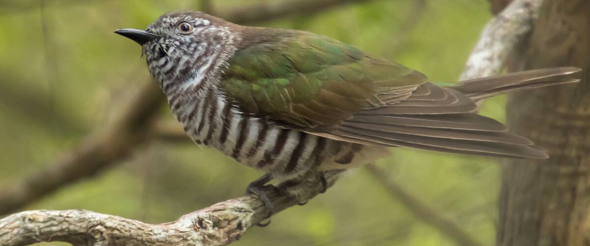 In this bushland area there is plenty of bird life to see and photograph.