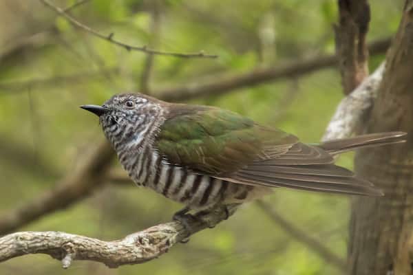 In this bushland area there is plenty of bird life to see and photograph.