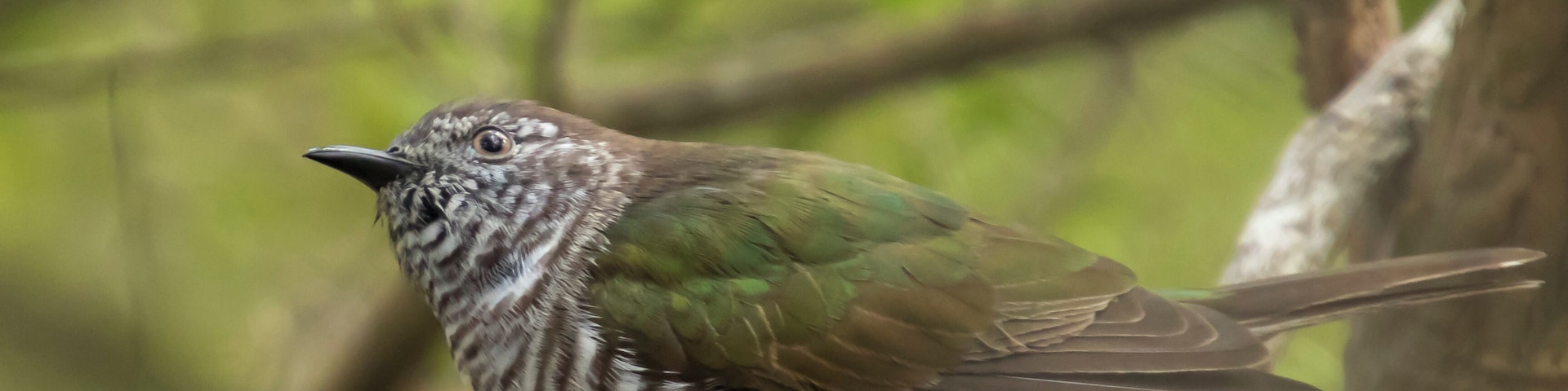 In this bushland area there is plenty of bird life to see and photograph.