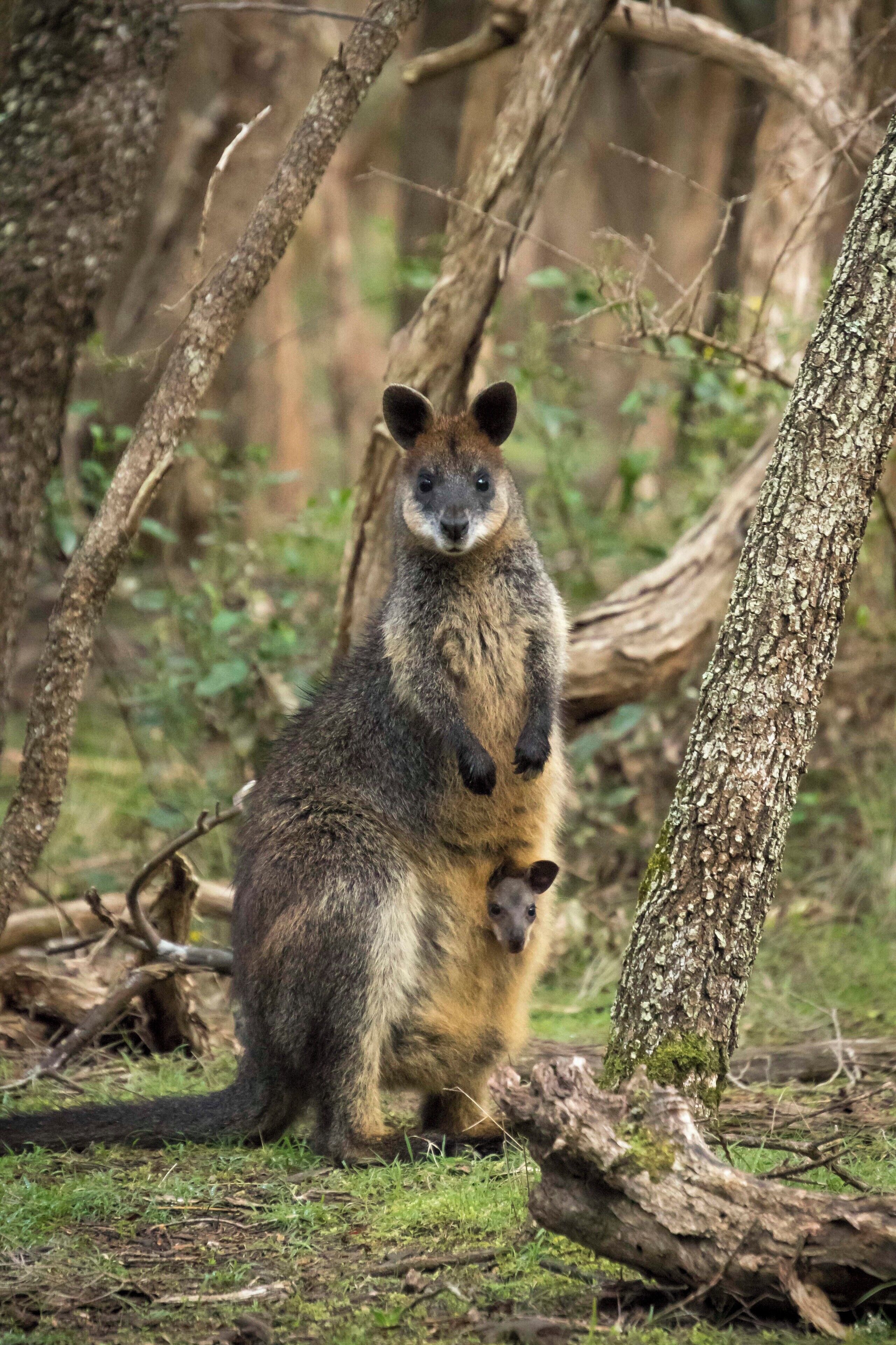 Baby Joey in its mothers pouch.  These are a common site this time of year if you walk quietly through the bush lands. #nature