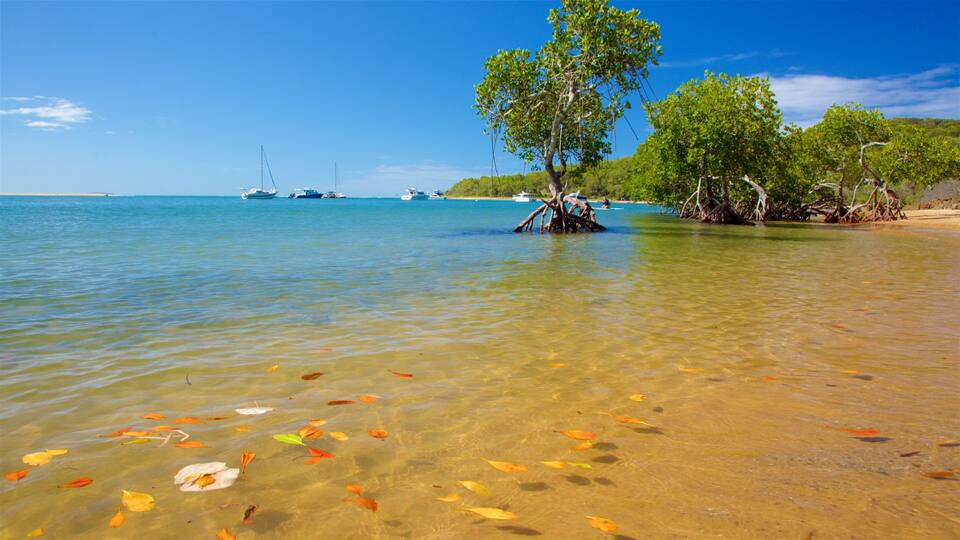 A clear tropical beach with shallow water, scattered autumn leaves, and boats in the distance.