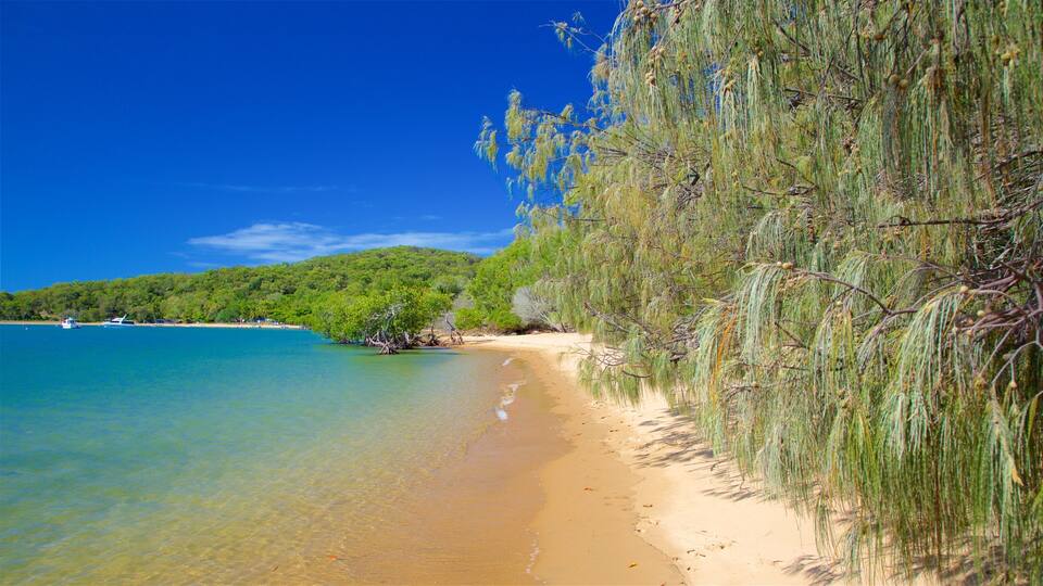 A beach with clear turquoise water, sandy shore, and dense green vegetation.