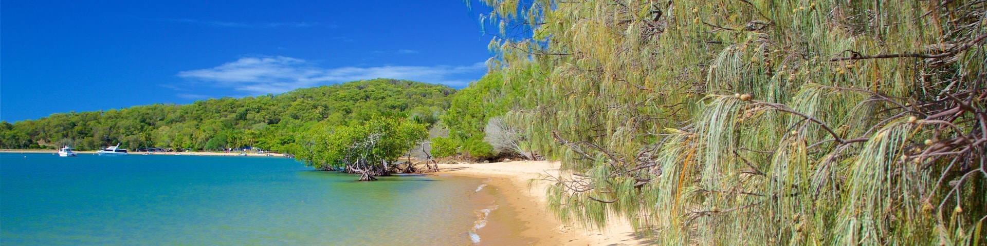 Seventeen Seventy caracterizando florestas e paisagens litorâneas
