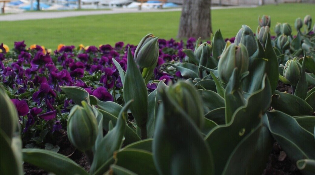 Switzerland is preparing for spring ! Take a walk from Vevey to Montreux and discover not only the mountains, but also the flowers ! Cherry blossoms to come soon... :)
#LifeAtExpedia #Green #Spring #Switzerland #Tulips