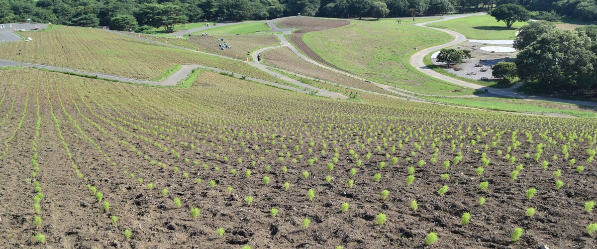Planted kochia seedlings