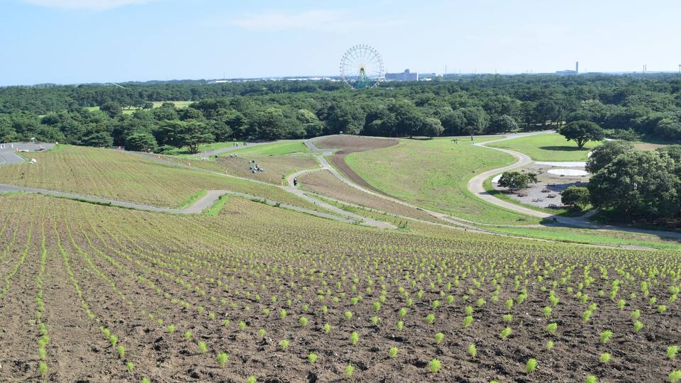 A landscape with a Ferris wheel in the background, a winding road, and a field of young plants.