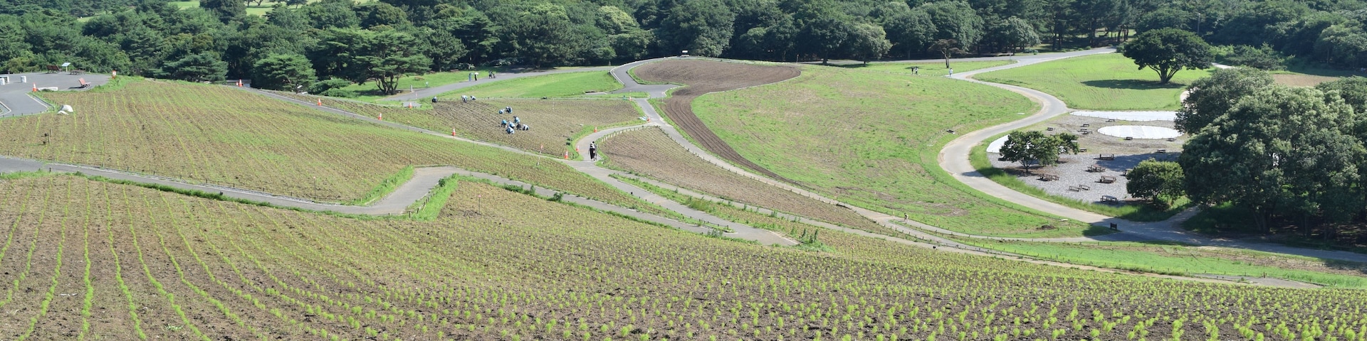 A landscape with a Ferris wheel in the background, a winding road, and a field of young plants.