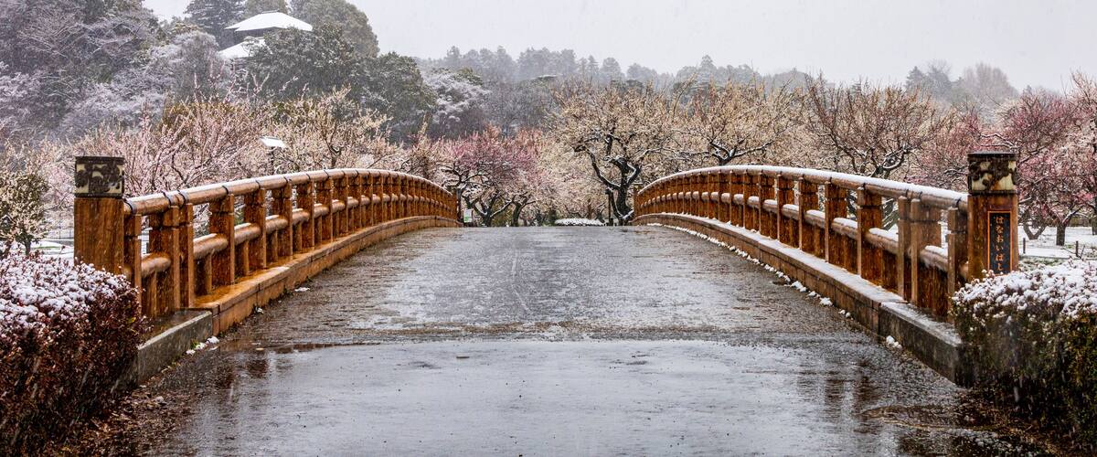 A wooden bridge in a snowy landscape with cherry blossom trees.