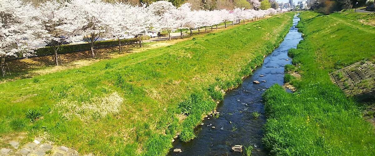 茨城県水戸市を流れる逆川、及び逆川緑地。 小門橋から下流