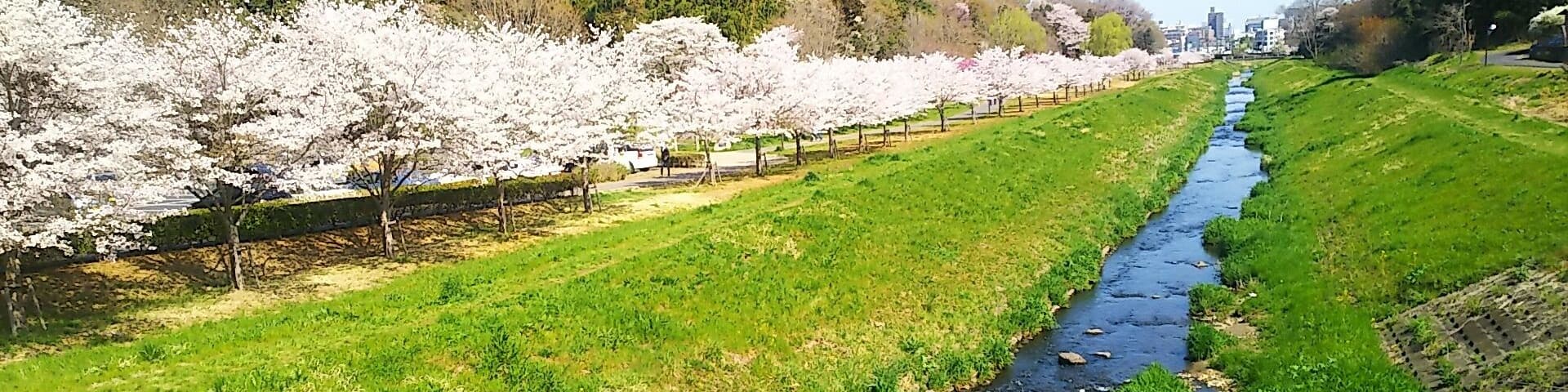 茨城県水戸市を流れる逆川、及び逆川緑地。 小門橋から下流