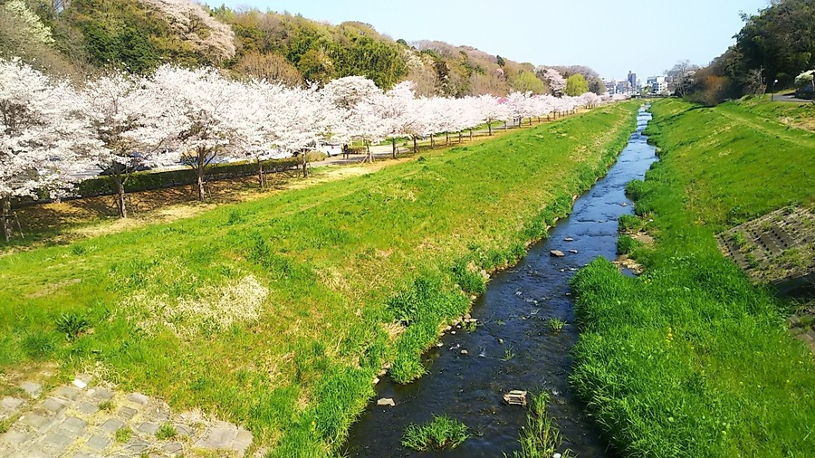 茨城県水戸市を流れる逆川、及び逆川緑地。 小門橋から下流