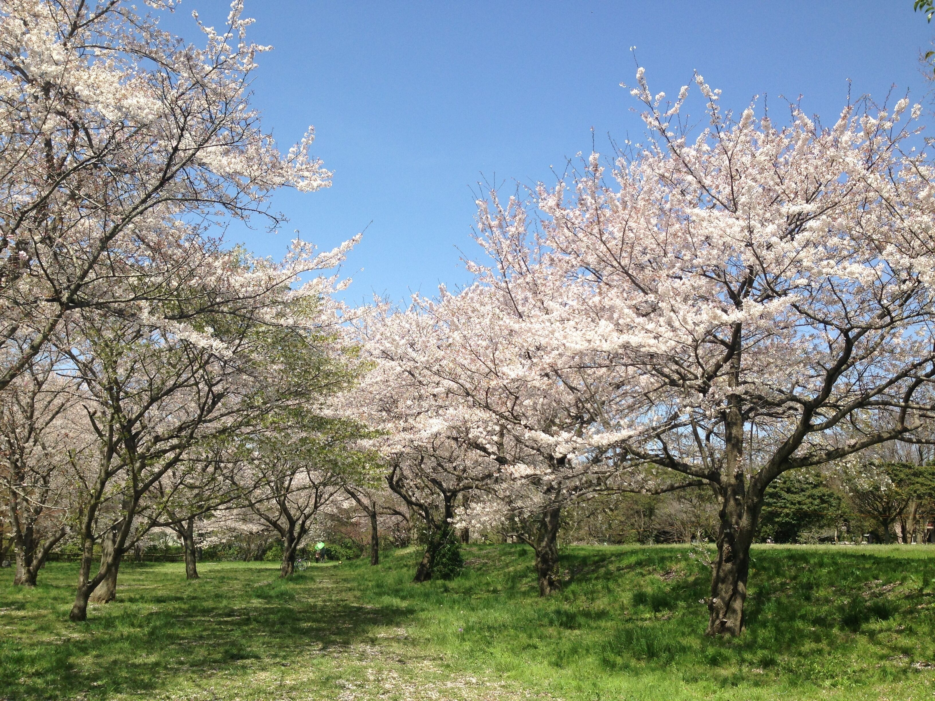 A park with cherry blossom trees in full bloom.