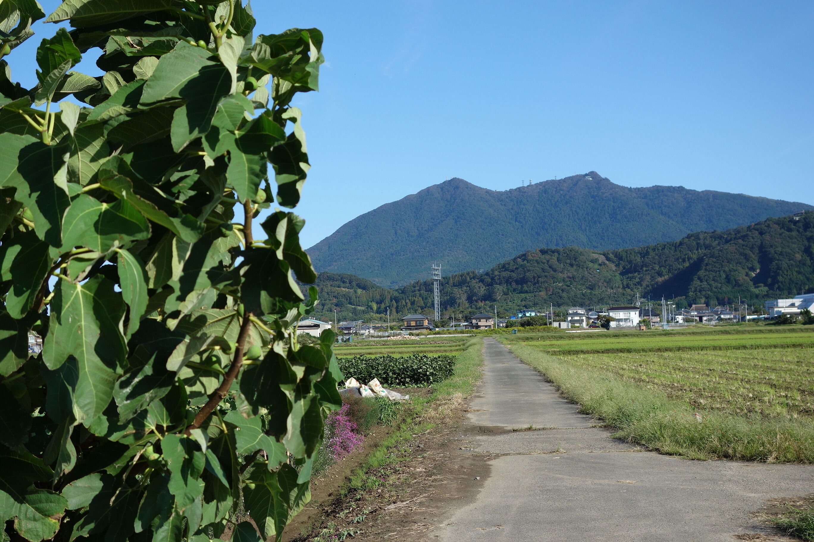 A rural road with a mountain in the background.