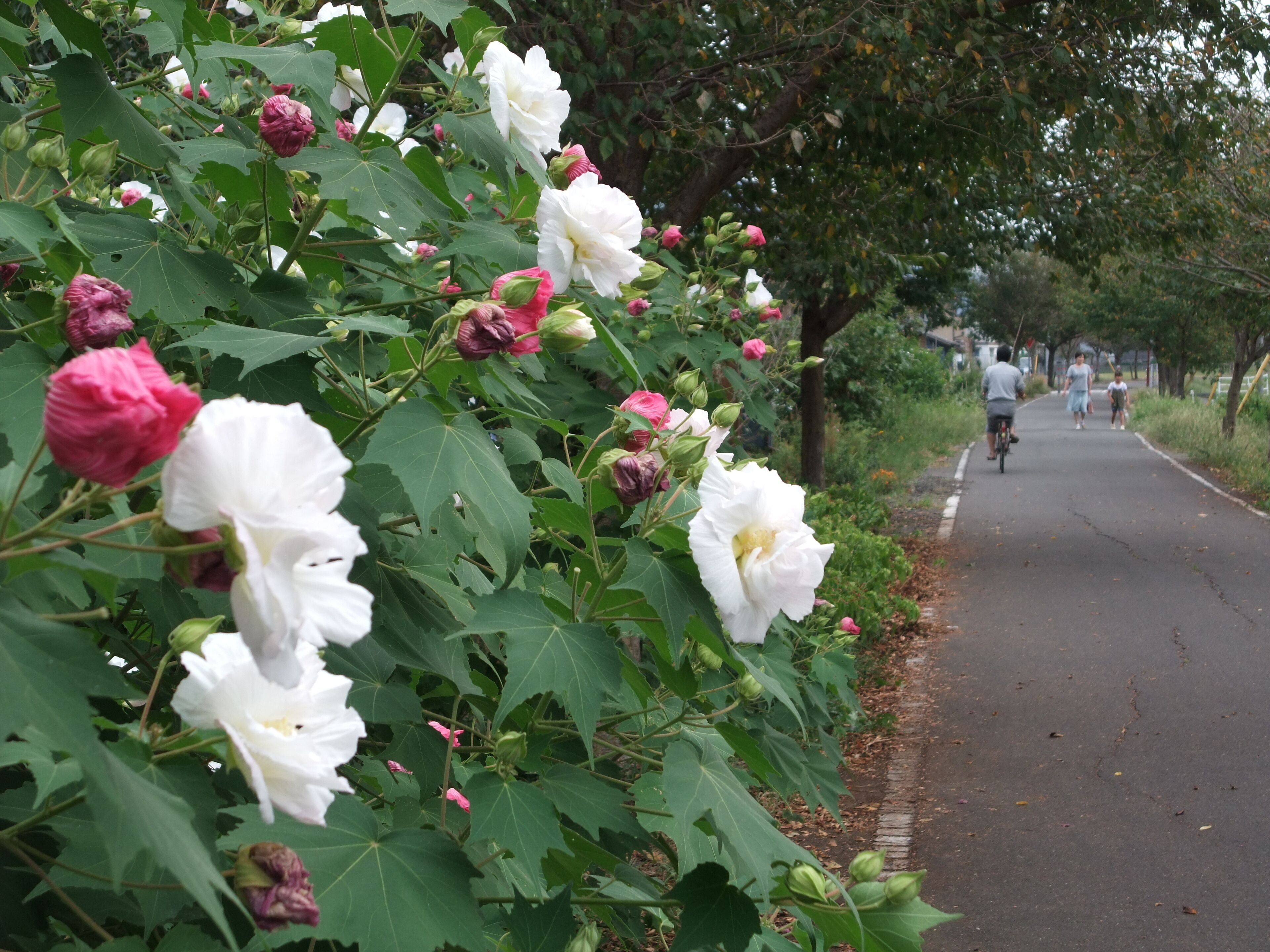 りんりんロードの芙蓉の花
