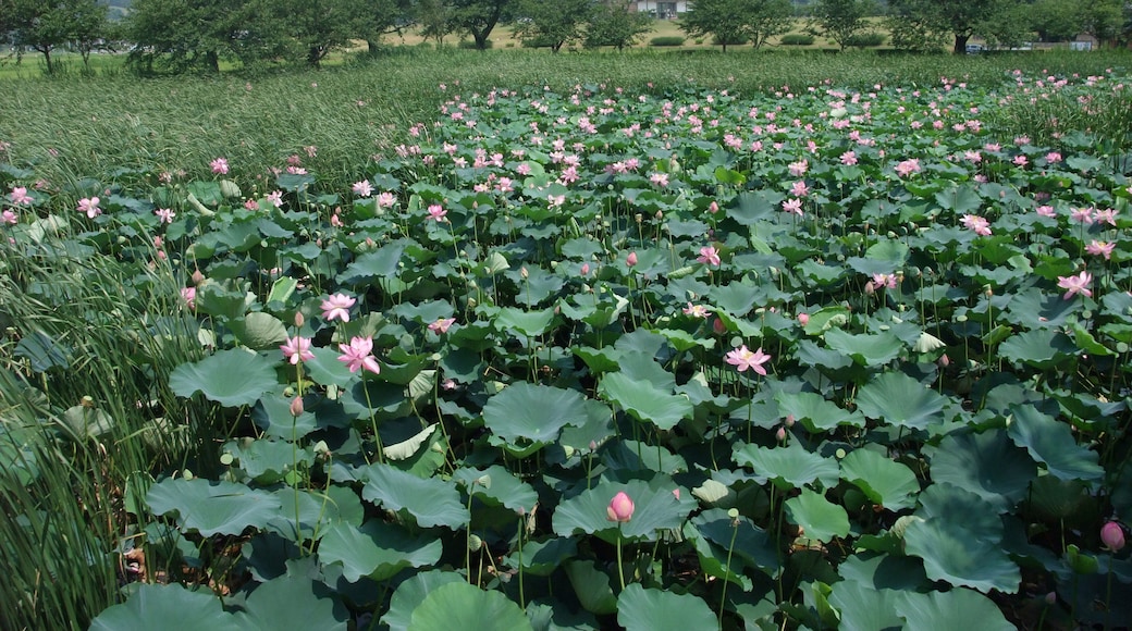 Lotus of Hojo-pond, Tsukuba