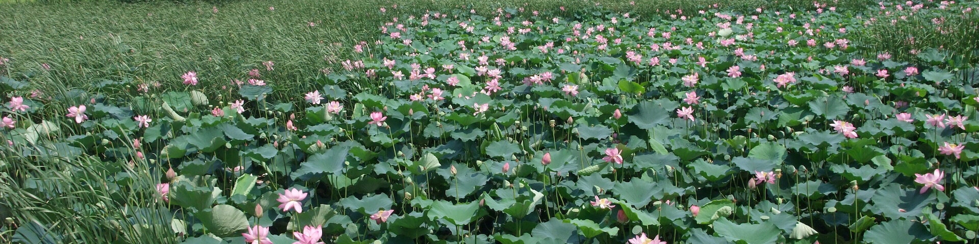 Lotus of Hojo-pond, Tsukuba