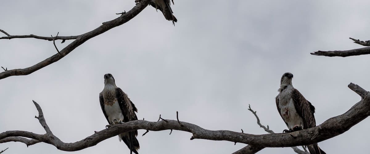 Not very nice often you see 3 Ospreys sitting in a tree! Great Conservation park to come for a walk, lots of birds.