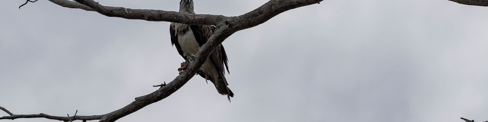 Not very nice often you see 3 Ospreys sitting in a tree! Great Conservation park to come for a walk, lots of birds.