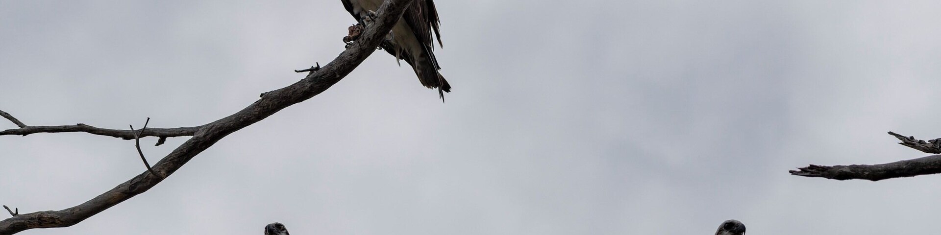 Not very nice often you see 3 Ospreys sitting in a tree! Great Conservation park to come for a walk, lots of birds.