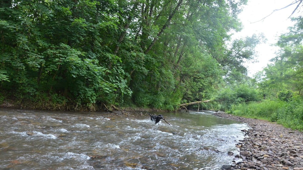 A river flowing through a forested area with rocks along the banks.