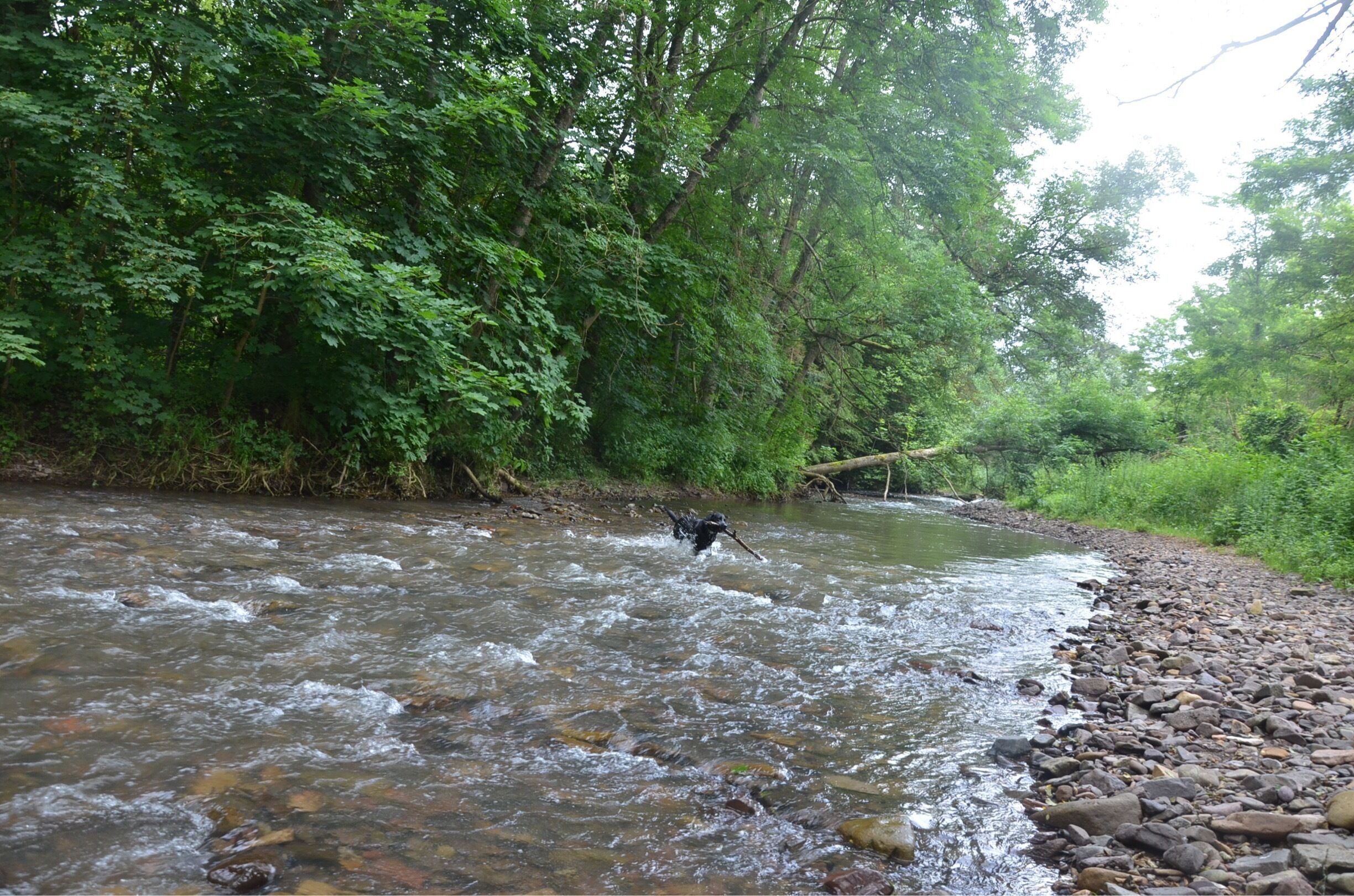 A river flowing through a forested area with rocks along the banks.