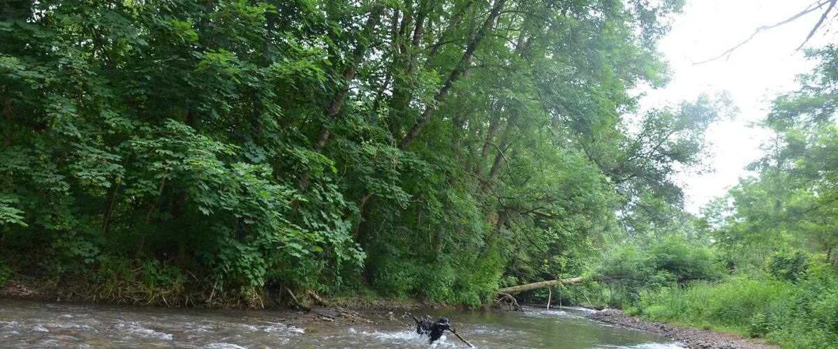 A river flowing through a forested area with rocks along the banks.