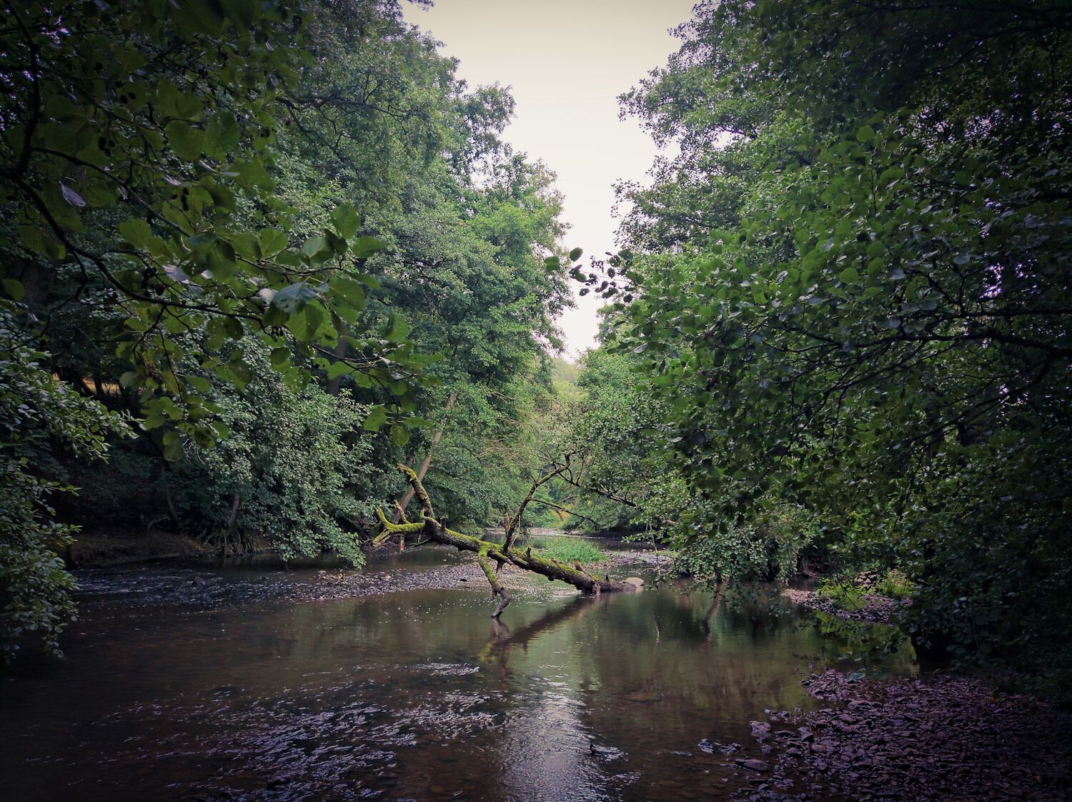 Nature left to itself in the Palatinate.