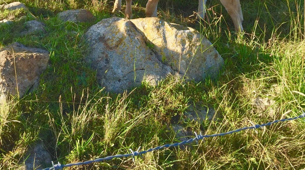 I was walking along a dirt road near Ruiloba and saw these sibling calves who were quite curious