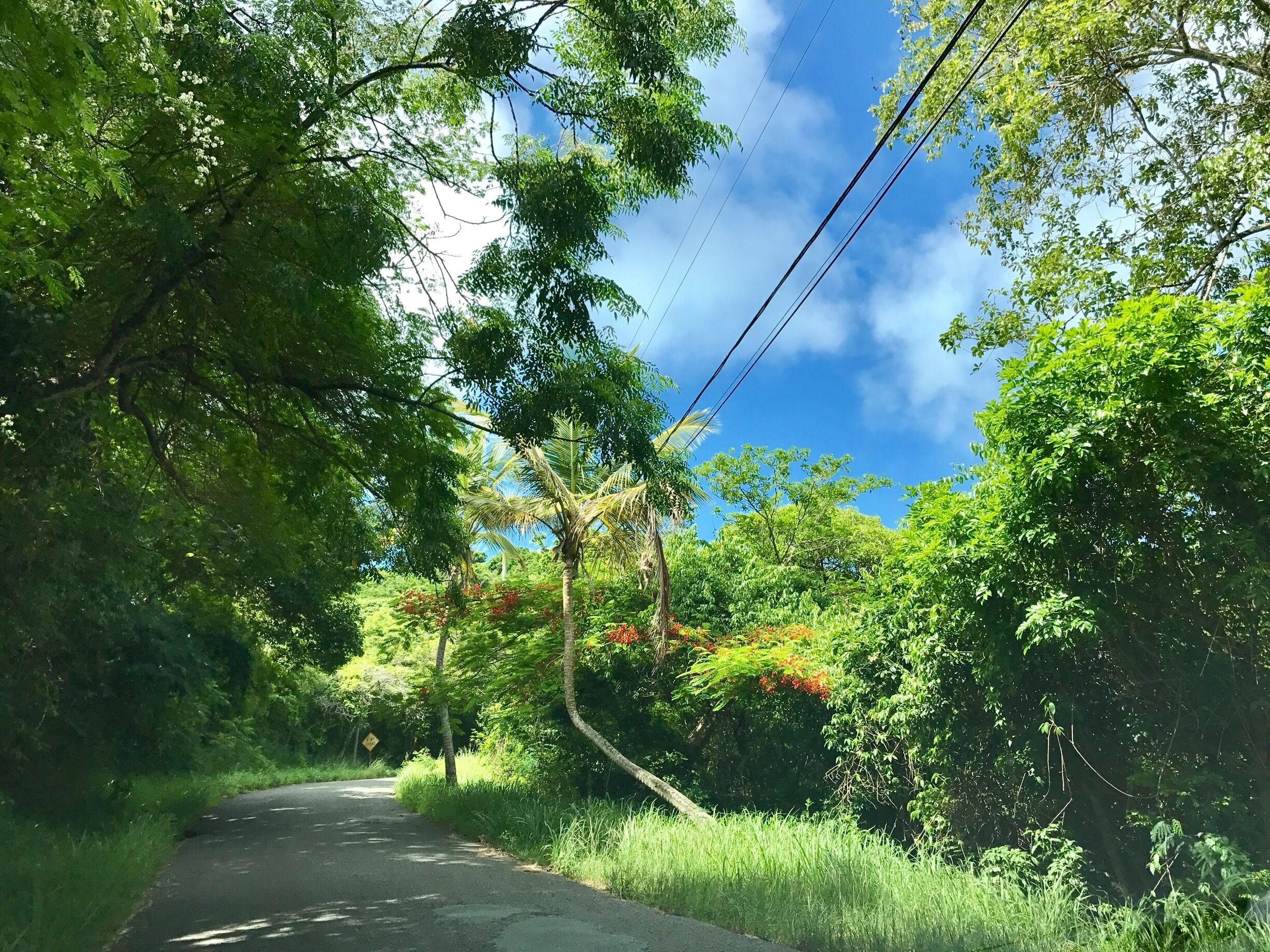 A rural road flanked by lush greenery and a clear blue sky.