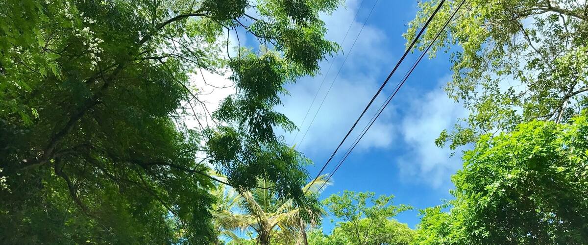 A rural road flanked by lush greenery and a clear blue sky.