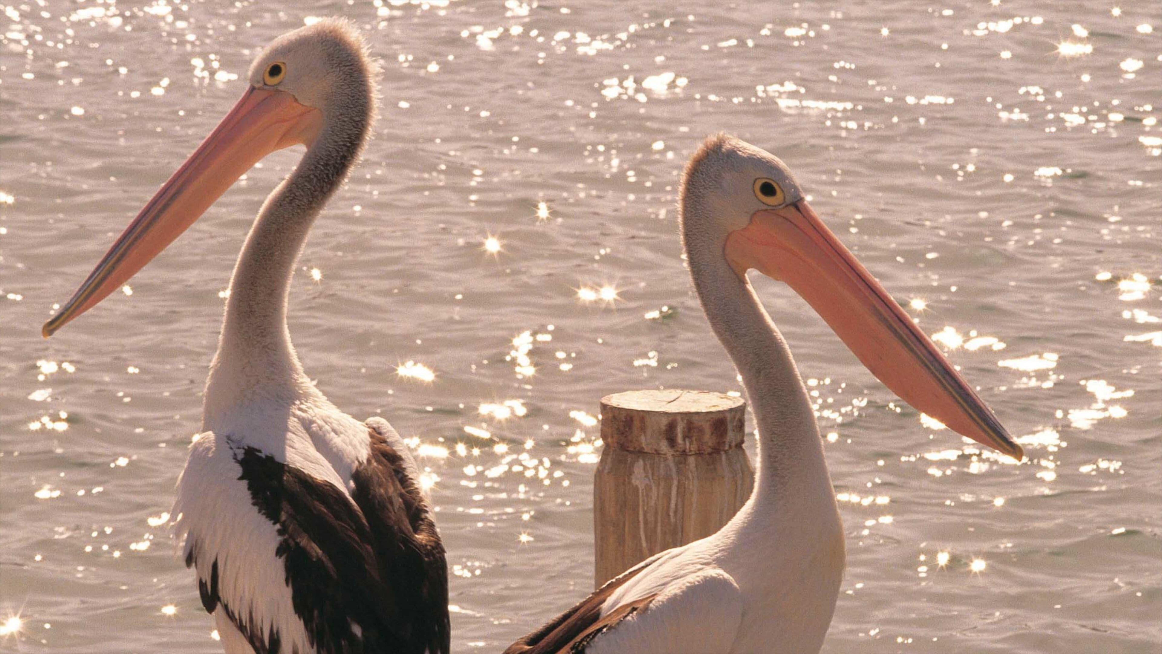 Mandurah mostrando volatili