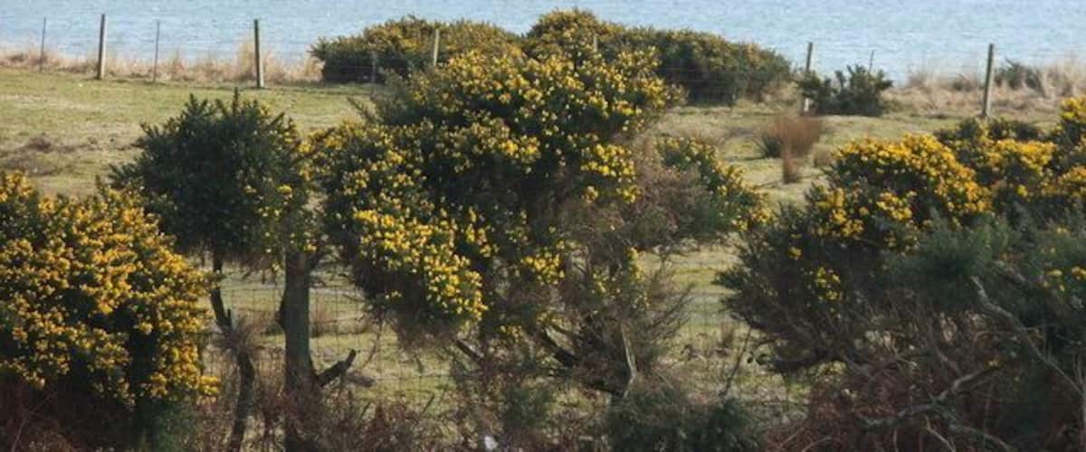Carradale Point. Seen from Carradale Bay campsite.