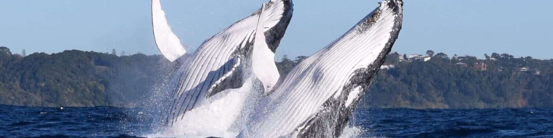 A humpback whale breaching with its pectoral fins raised, water splashing around, and a coastal landscape with buildings in the background.