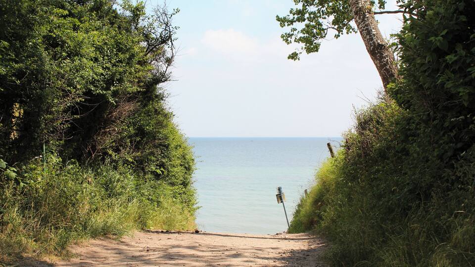 A dirt path leading to a body of water, surrounded by dense greenery.