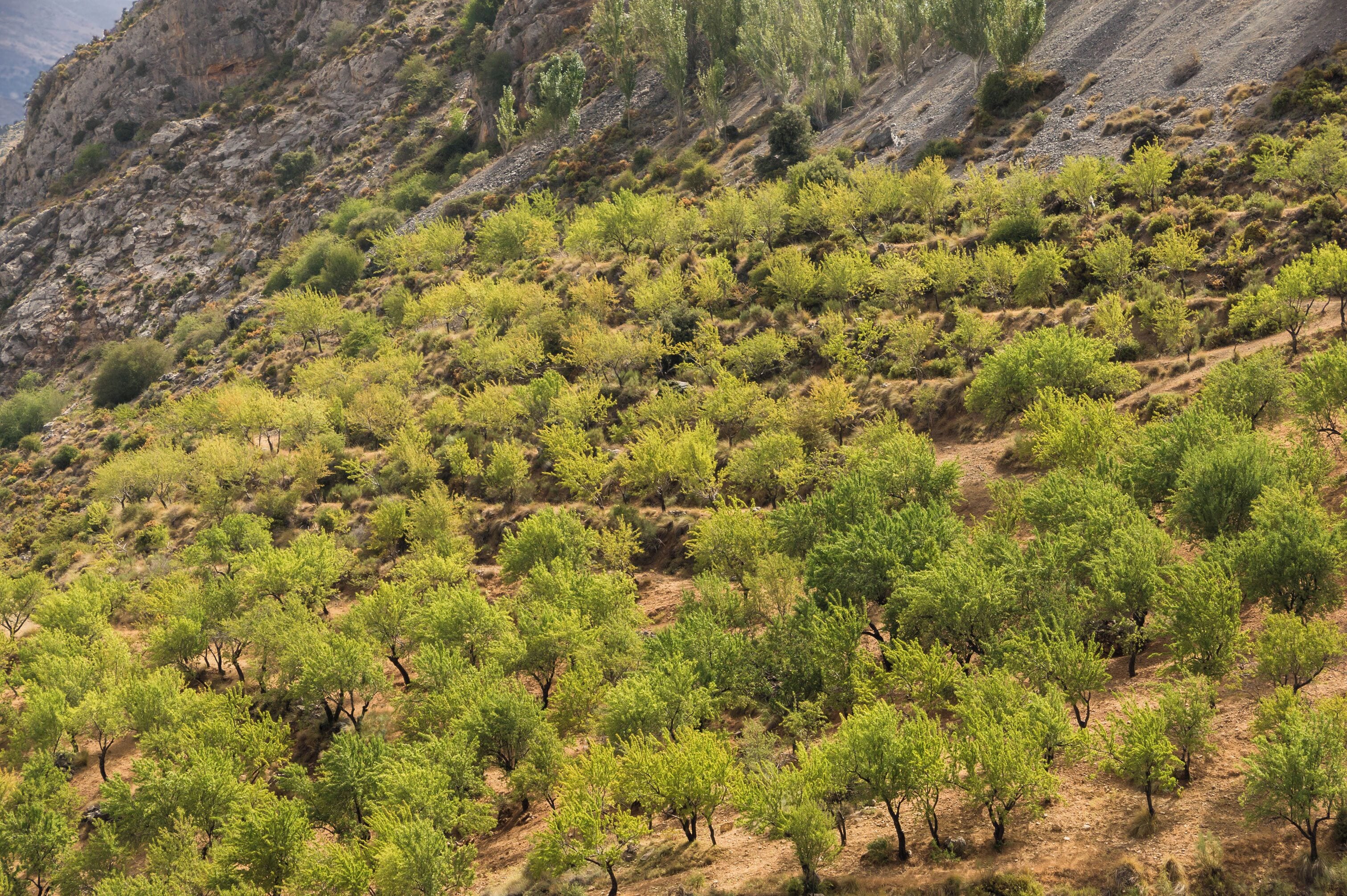 Almonds (Prunus dulcis) mountainside, Sierra Nevada, Andalusia, Spain.