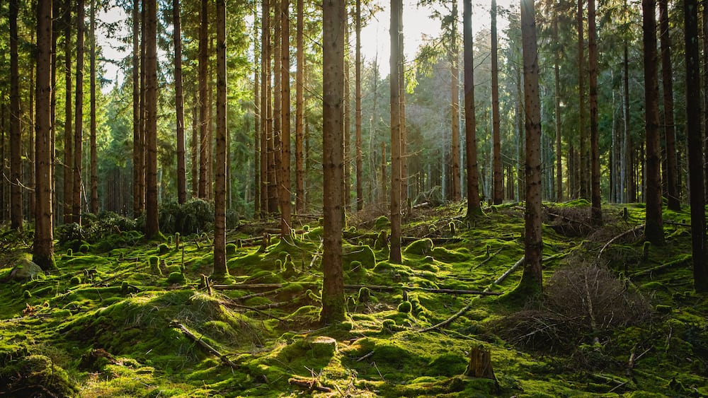 A dense forest with tall trees and a moss-covered ground.