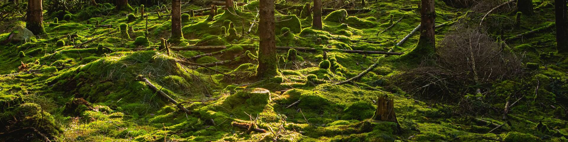 A dense forest with tall trees and a moss-covered ground.