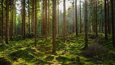 Sun shining through forest landscape in Hassleholm, Sweden