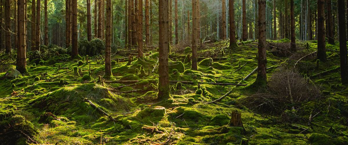 A dense forest with tall trees and a moss-covered ground.